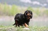 CAVALIER KING CHARLES 619